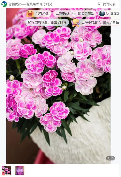 崇明推出10余种首次上市的花卉新品种苗木