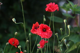 花卉与苗木 自然之美与园艺之艺