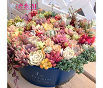 十种适合家庭养护的经典盆栽花卉苗木指南