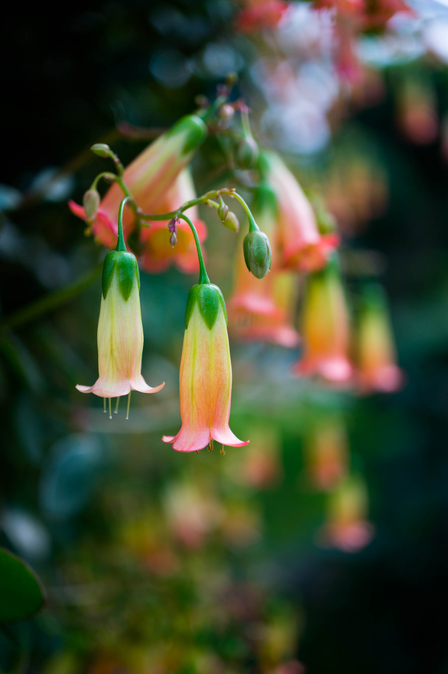 北京生态摄影 花卉集锦中的苗木之美