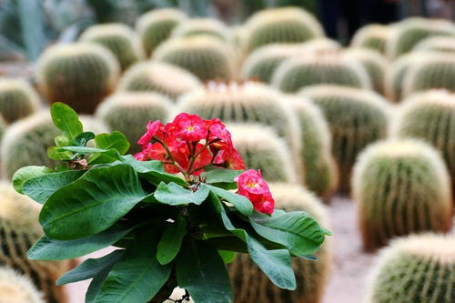 繁花似锦·苗木新篇 探访花卉大观园的绿色生命起点