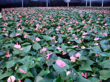 绿意盎然，匠心独运——深圳绿宝轩园艺产品展示