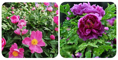 春游赏花，你认识几种？100个常见花卉图鉴与科普