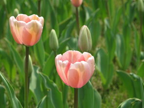 中山公园 繁花似锦，绿意盎然的城市绿洲