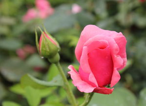 月下花影 一组月季花卉的摄影美学