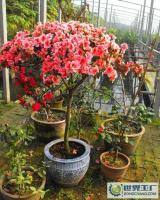 山东淄博 专业杜鹃花供应，点亮您的园林与生活