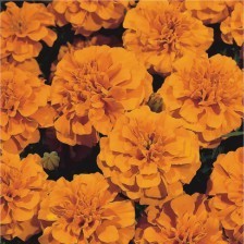 供应优质孔雀草 一二年生草花的种植优势与市场前景