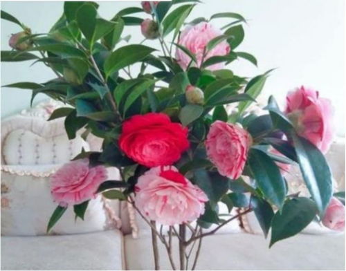 四种花卉中的佼佼者 懒人必备的居家繁花