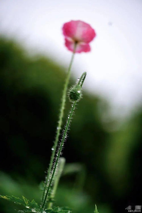 花卉摄影 | 虞美人 香魂依然