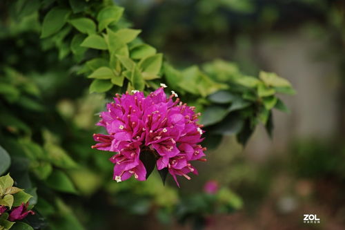 2021年华南植物园花卉随拍记