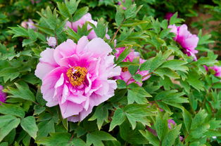 牡丹 镜头下的国色天香